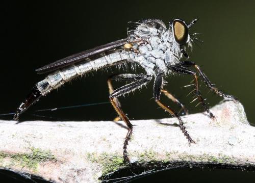 Cerdistus sp.