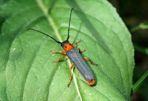 Réf. 41 219 : Oberea oculata