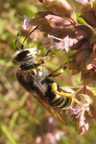 Réf. 41 791 : Bembix tarsata