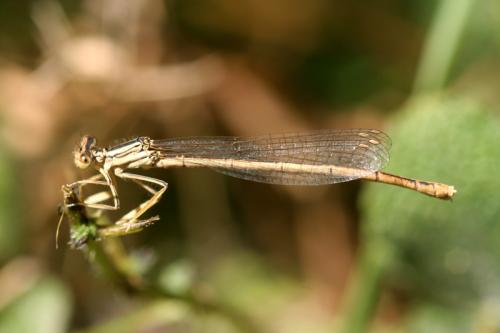 Platycnemis latipes