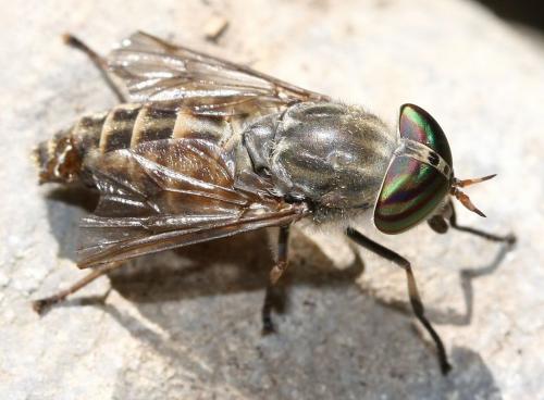 Réf. 41 288 : Tabanus glaucopis