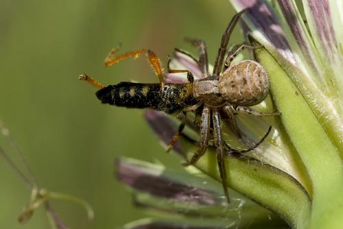 Xysticus sp.