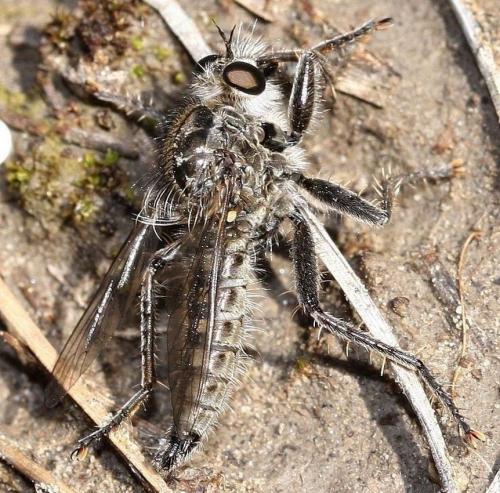 Dysmachus sp.