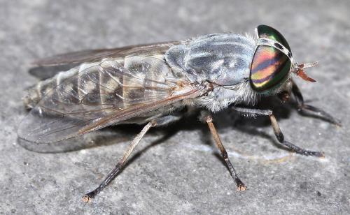 Réf. 41 290 : Tabanus glaucopis