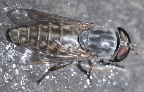 Réf. 41 291 : Tabanus glaucopis