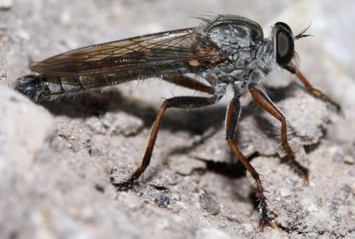 Neomochtherus pallipes