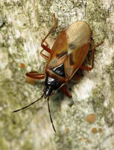 Réf. 41 693 : Gastrodes abietum