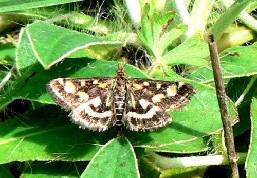 Pyrausta purpuralis
