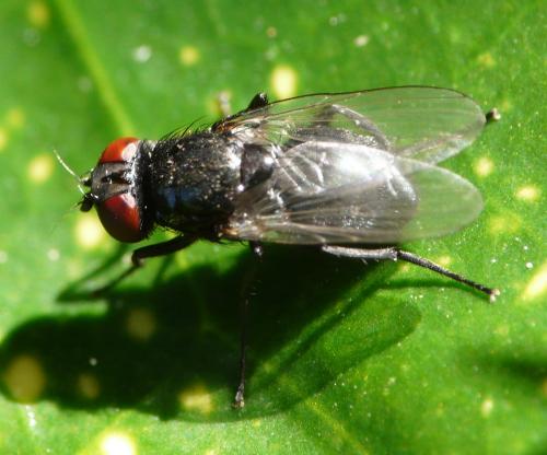 Réf. 41 636 : Hydrotaea sp.