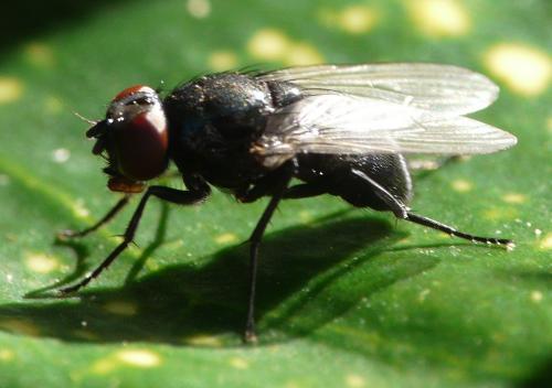 Hydrotaea sp.