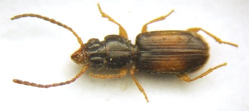Réf. 41 816 : Perileptus areolatus
