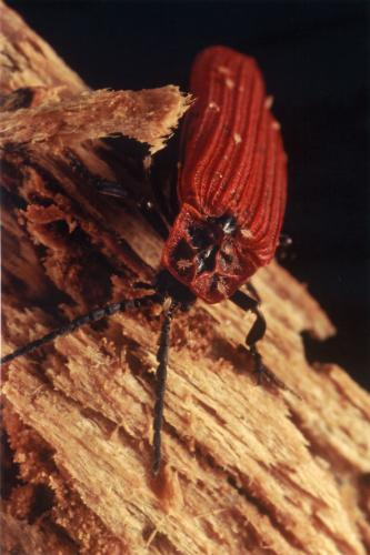 Réf. 41 812 : Dictyoptera aurora