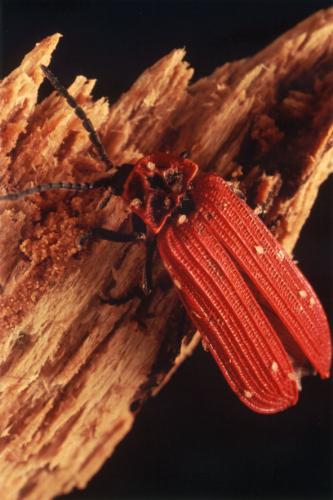 Dictyoptera aurora