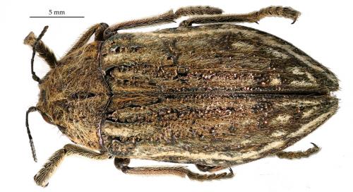 Julodis onopordi