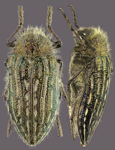Julodis onopordi
