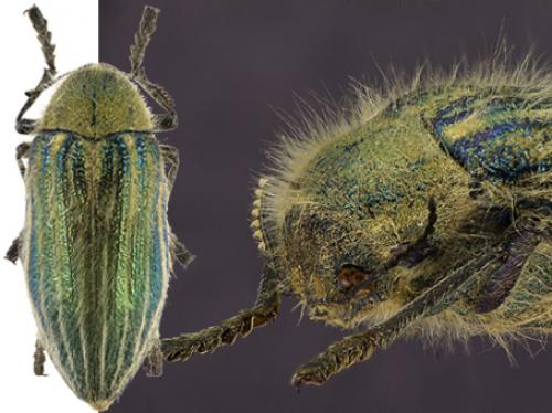 Julodis onopordi
