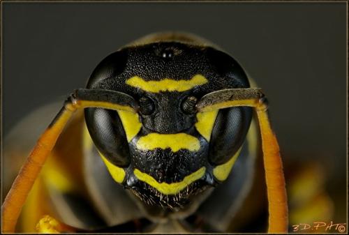 Réf. 41 298 : Polistes nimpha