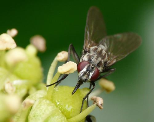 Limnophora maculosa