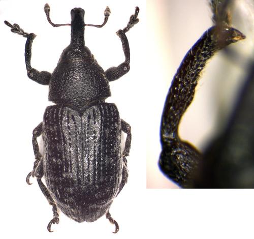 Larinus carlinae