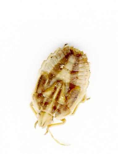 Tholagmus flavolineatus