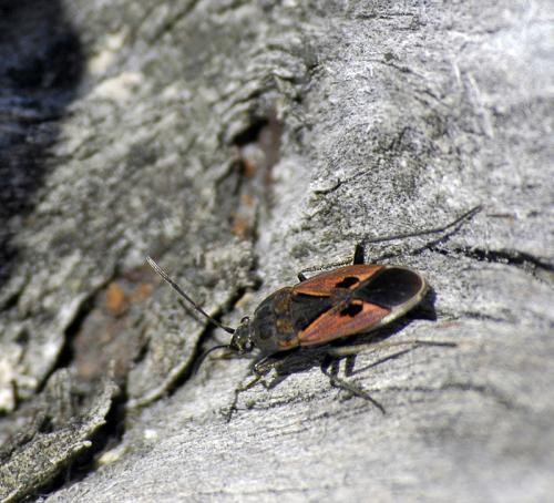 Rhyparochromus phoeniceus