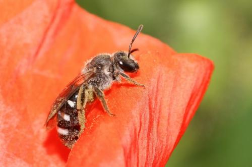 Réf. 41 252 : Lasioglossum sp.