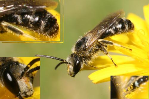 Lasioglossum sp.