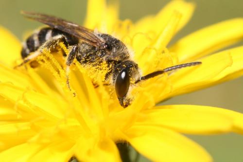 Lasioglossum sp.