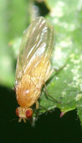 Lyciella sp.