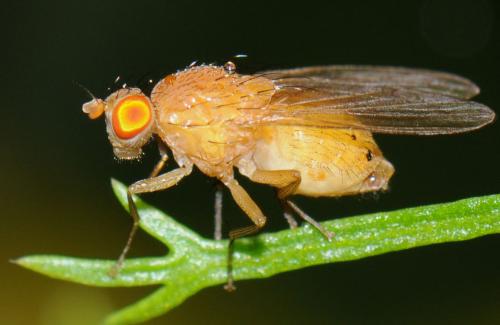 Réf. 41 884 : Sapromyzosoma laevatrispina