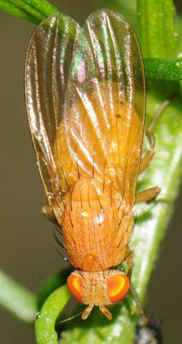 Réf. 41 886 : Sapromyzosoma laevatrispina