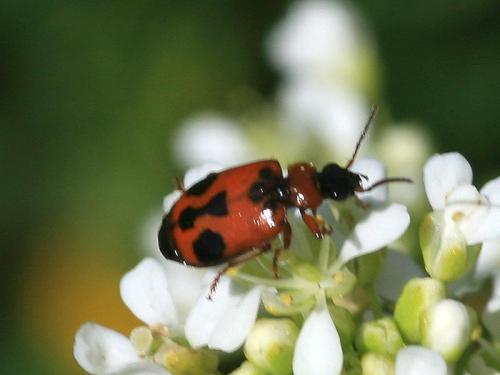 Réf. 41 386 : Lebia trimaculata