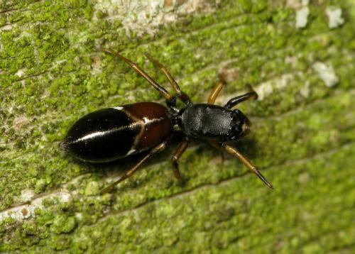 Leptorchestes berolinensis