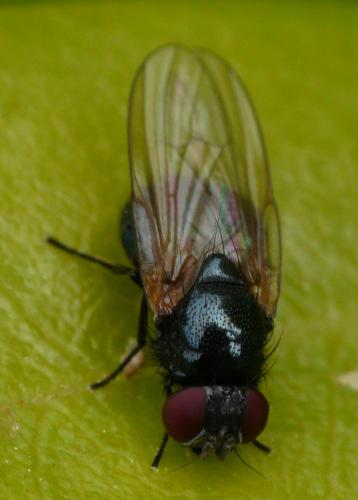 Silba fumosa