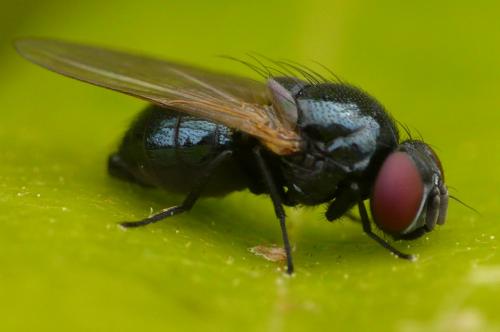 Silba fumosa