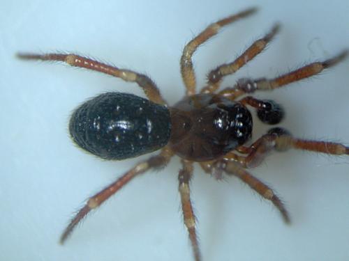 Réf. 41 837 : Robertus arundineti