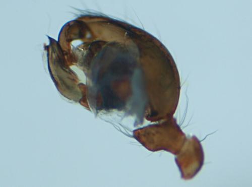 Réf. 41 838 : Robertus arundineti
