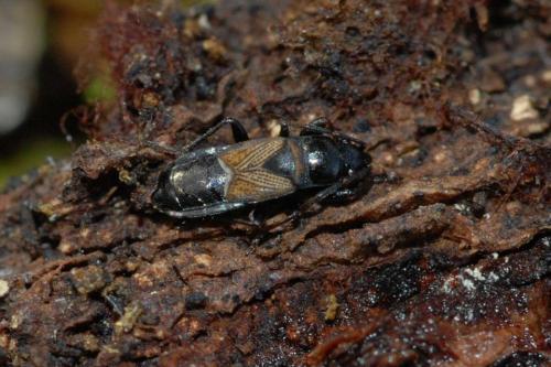 Réf. 41 194 : Macrodema microptera