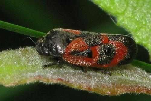 Haematoloma dorsata