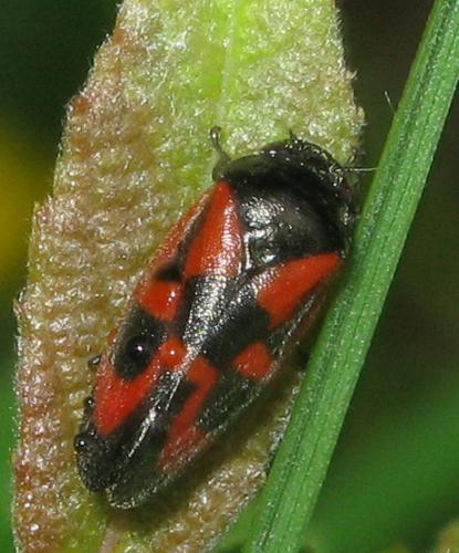 Haematoloma dorsata