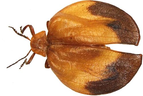 Réf. 41 092 : Lycus sp.