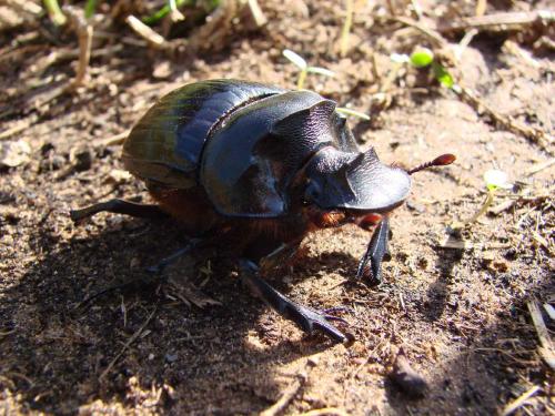 Heliocopris antenor