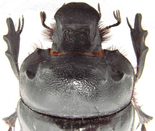 Heliocopris antenor