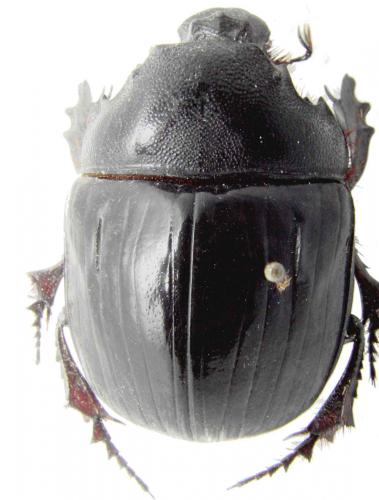 Heliocopris antenor
