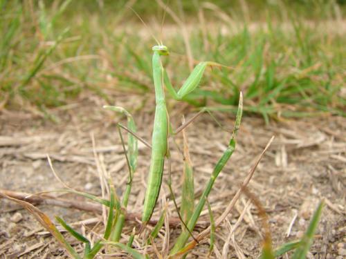 Mantis religiosa