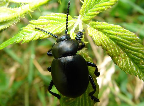 Timarcha tenebricosa