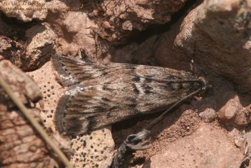 Tsaraphycis mimeticella