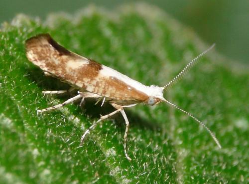 Argyresthia pruniella