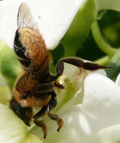 Megachile sp.