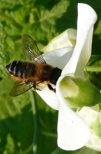 Megachile sp.